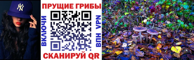 продажа наркотиков Ладушкин OMG ссылки Псилоцибиновые грибы Cubensis